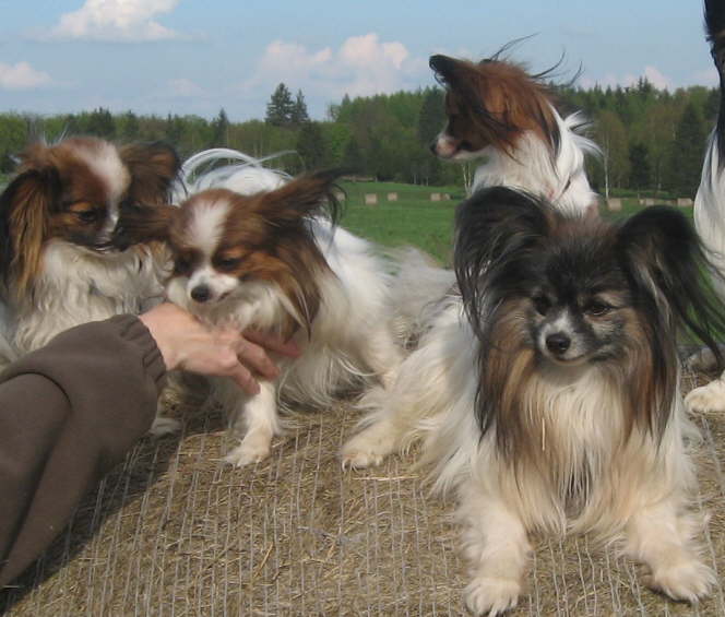 Alex, Alina, Elisa und Pelle