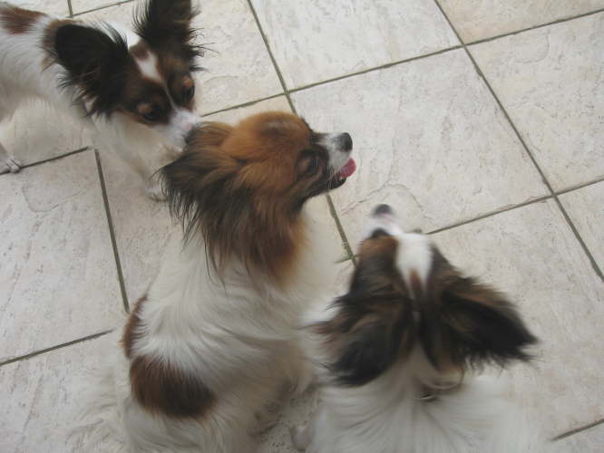 Berry und Boomer flirten