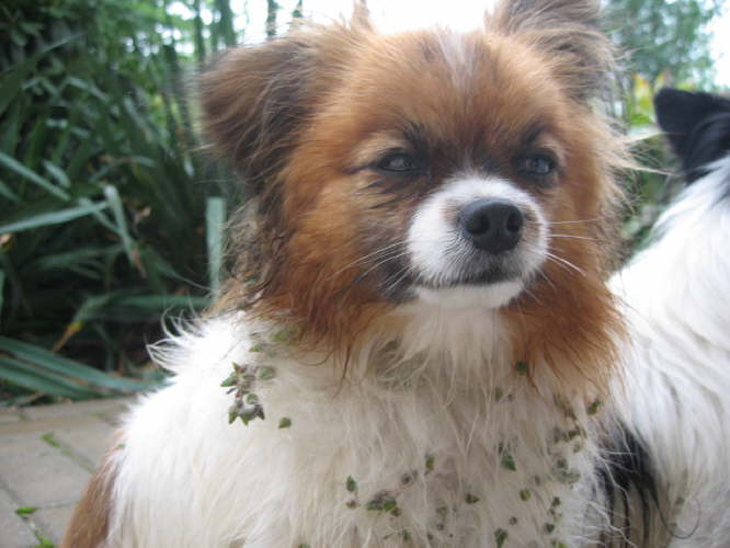 Gut f�r eine Hochsteckfrisur