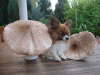 Glcks(bringer)pilz