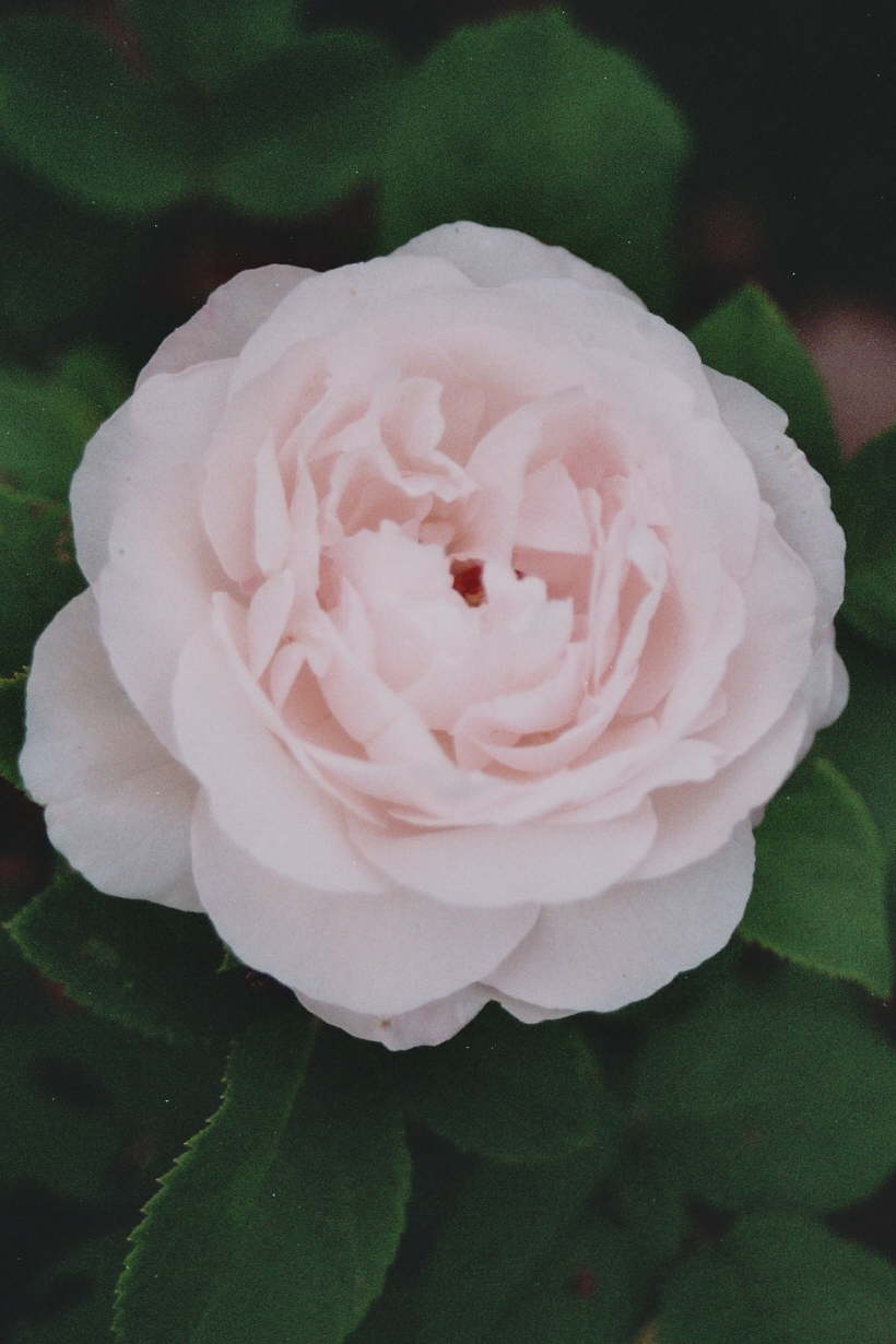 Merveille de Lyon