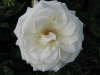 Merveille de Lyon 
