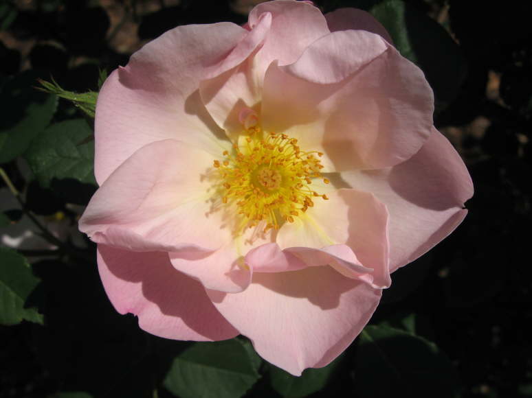 Mrs Herbert Stevens 