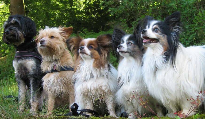 Nena Goldy Alex Colin Neo