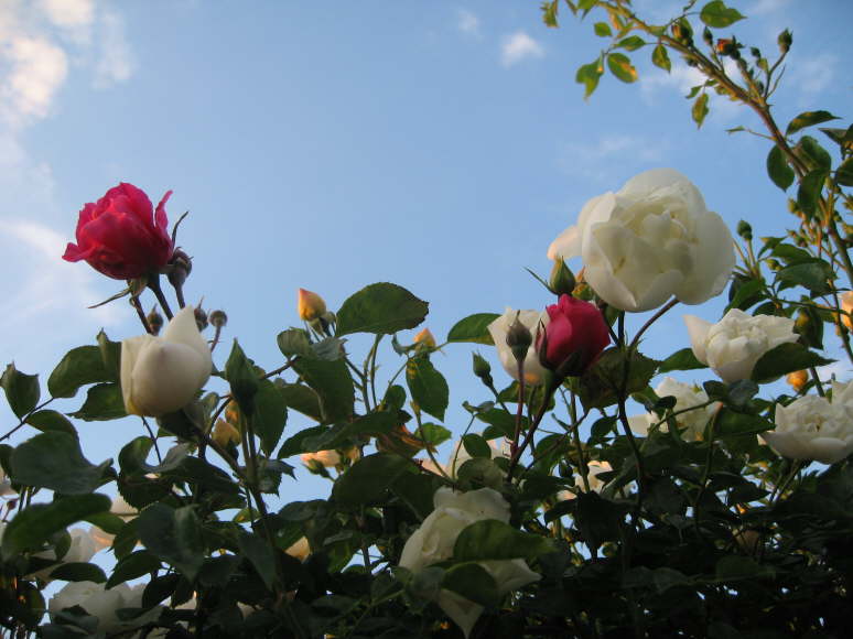 Parade und City of York 1