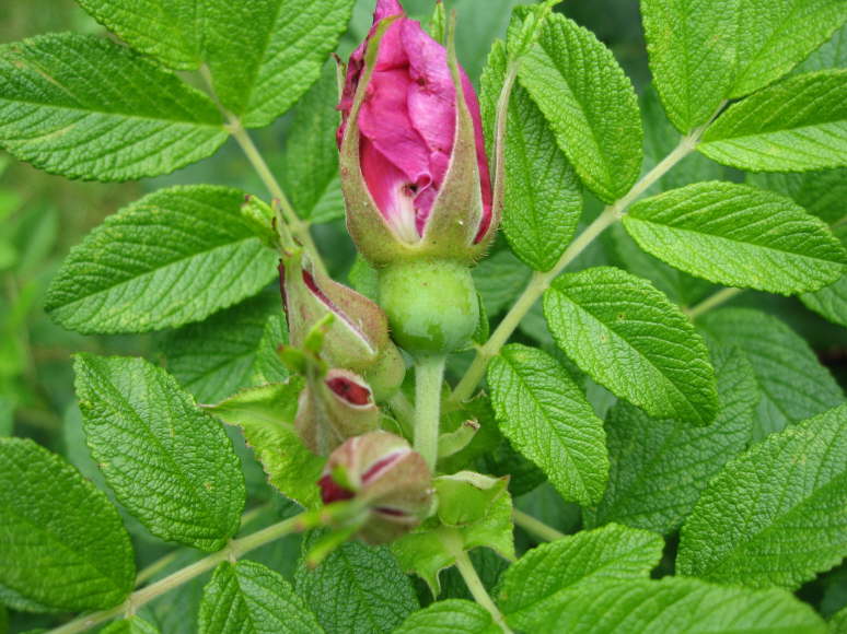 Roseraie de l`Hay