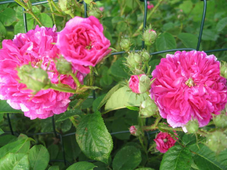 Russeliana 