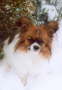 Tilli 