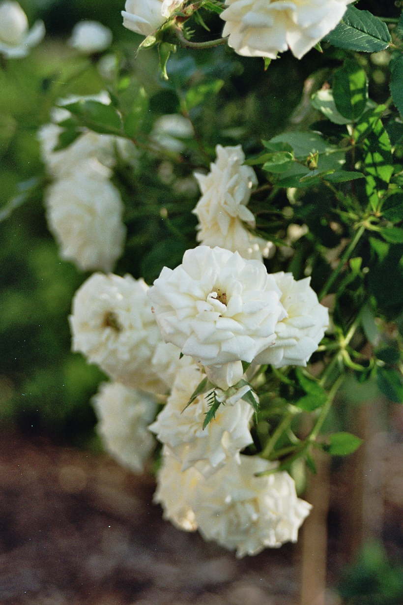 White Meidiland