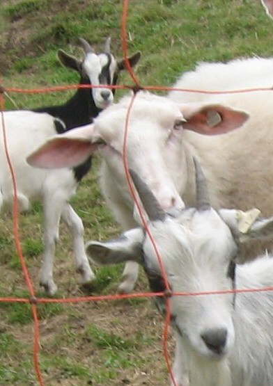 da staunen die Ziegen