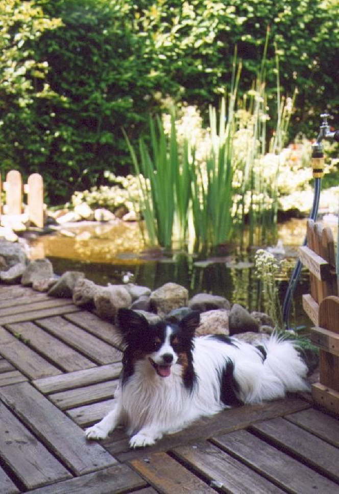 in unserem alten Garten