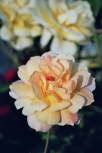 apricot Strauchrose