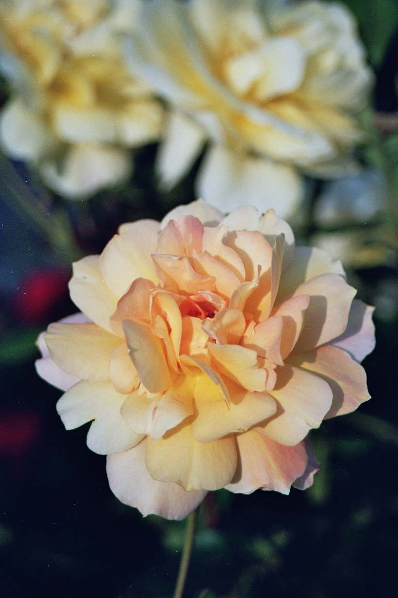 apricot Strauchrose