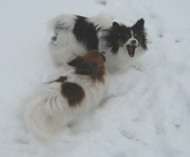 noch mehr Schnee 