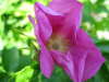 rosa Wildrose 1