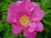 rosa Wildrose 2