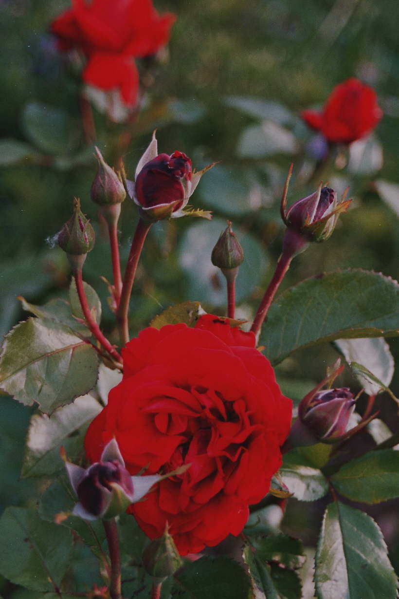rote Rose