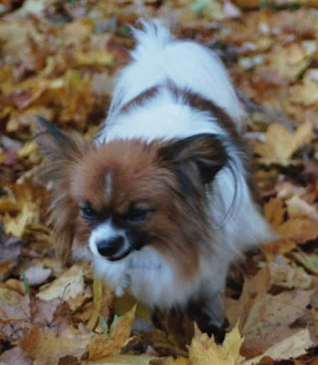 rrrrr, die Maus entkommt mir nicht